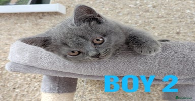 British Shorthair cats - Advert 1