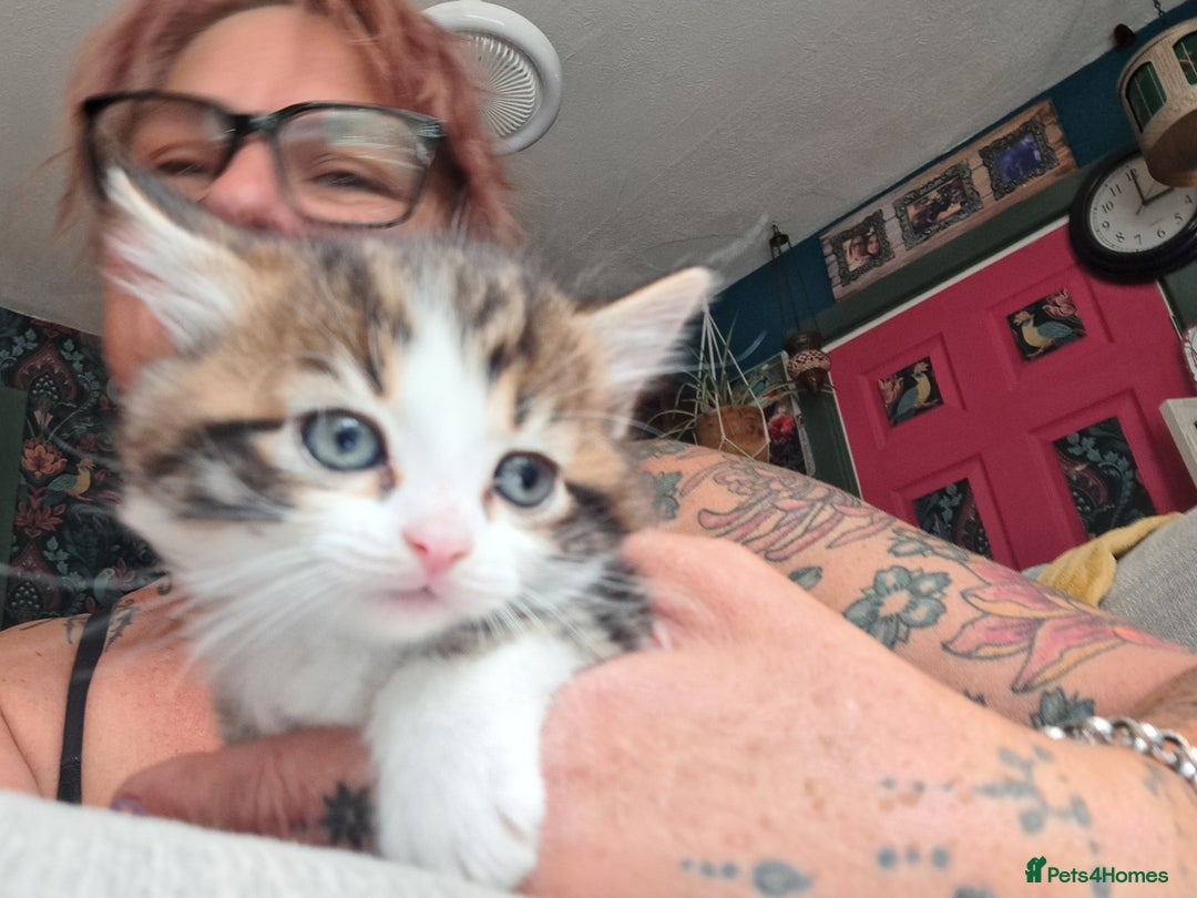 Maine Coon cats for sale: Maine Coon X kittens  - Image 7