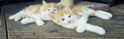 Mixed Breed cats for sale: 2 Ginger Male kittens ready for new home now! in West Drayton - Advert 13