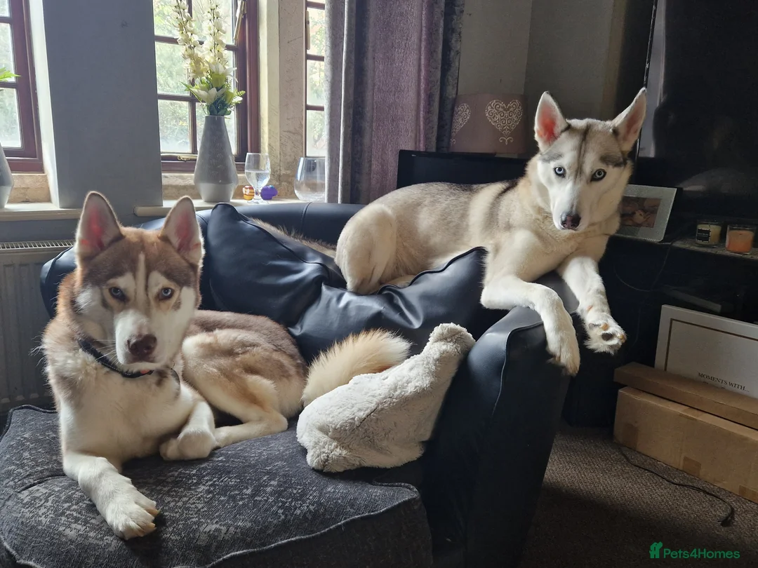 Siberian Husky dogs for sale: Two Siberian Huskys for new homes - Advert 5