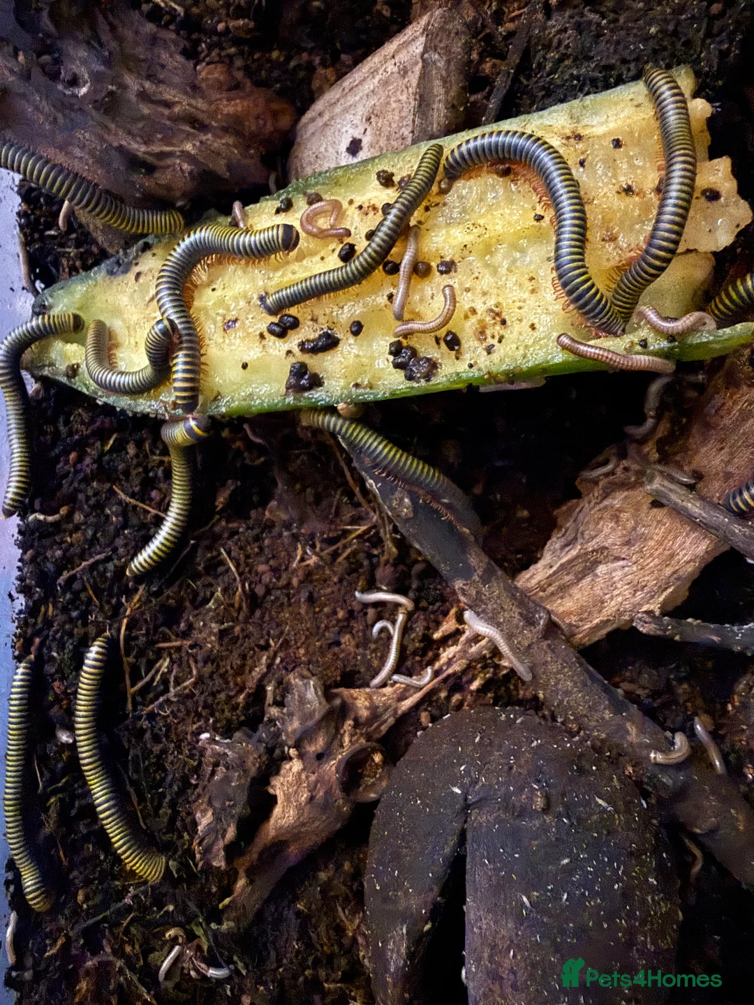 Millipedes invertebrates for sale: Bumblebee millipedes for sale  - Advert 5