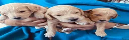Poochon dogs for sale: Beautiful Poochon pups - Advert 4