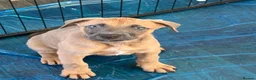 Mixed Breed dogs for sale: 4 female dogs  - Advert 3