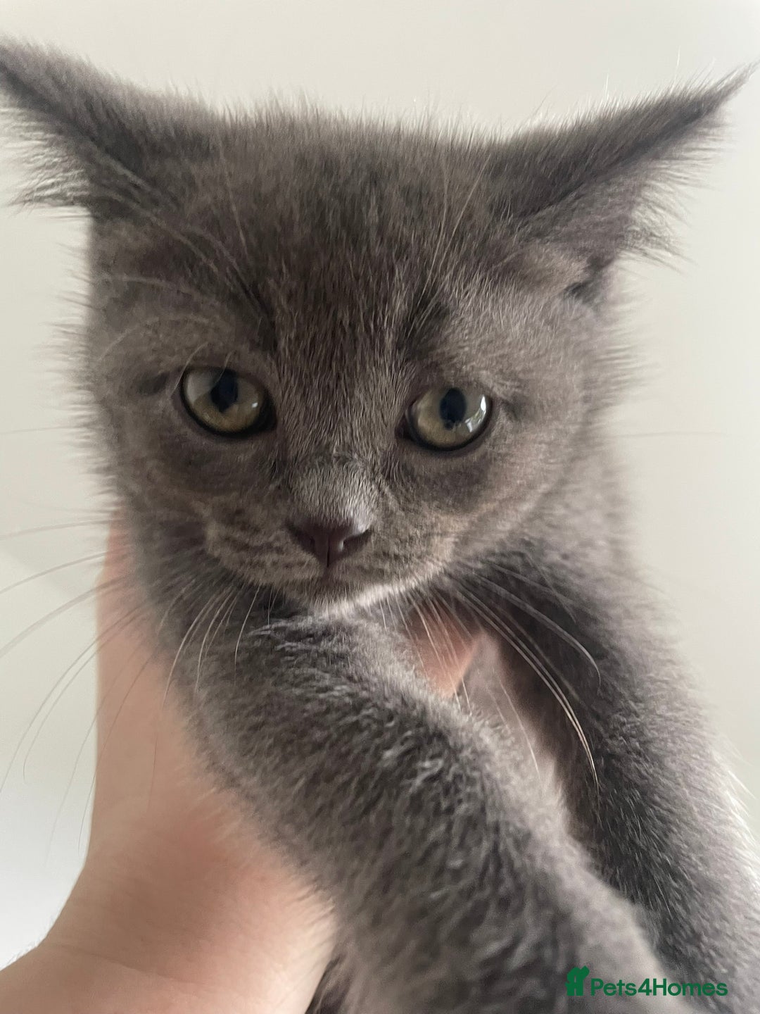 British Shorthair cats for sale: BTS x Ragdoll - Image 8