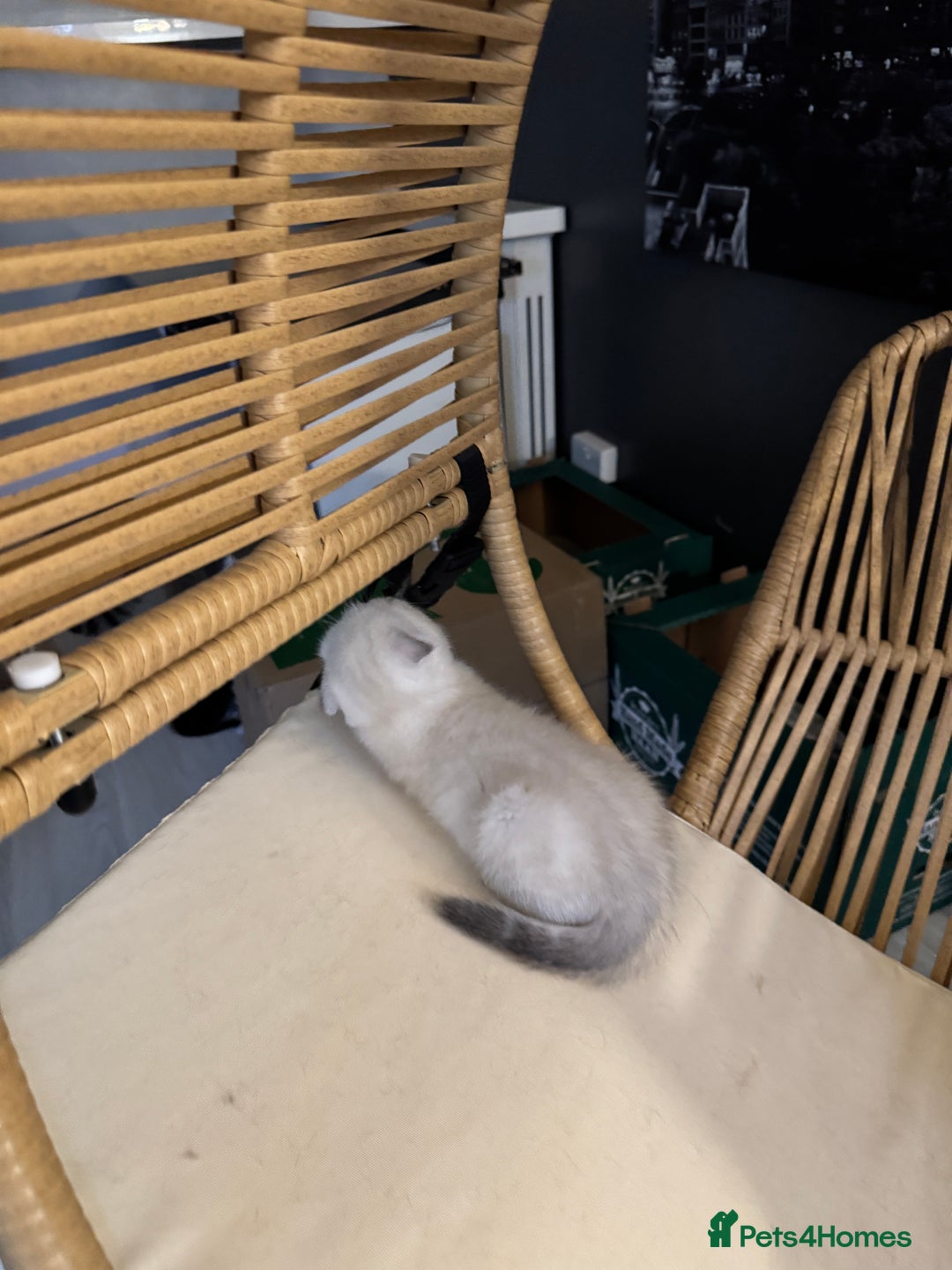 Scottish Fold cats for sale: 2-Lovely Chinchilla Scottish Fold Litter Available - Advert 10