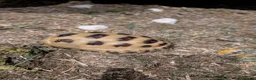 Tortoise reptiles for sale: Horsefield Tortoise and complete set up - Advert 5