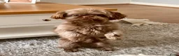 Shih Tzu dogs for stud: Chocolate brown Shih Tzu - Advert 2