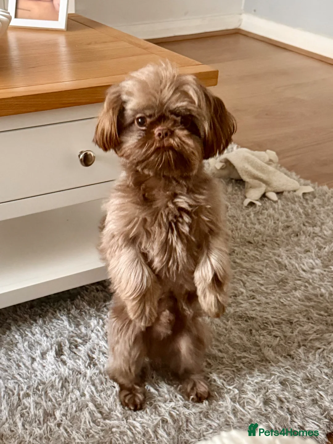 Shih Tzu dogs for stud: Chocolate brown Shih Tzu - Advert 2