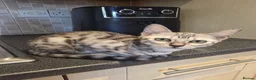 Mixed Breed cats for sale: savannah bengals - Advert 3