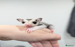 Sugar Glider rodents for sale: Mosaic sugar glider male available November - Image 1