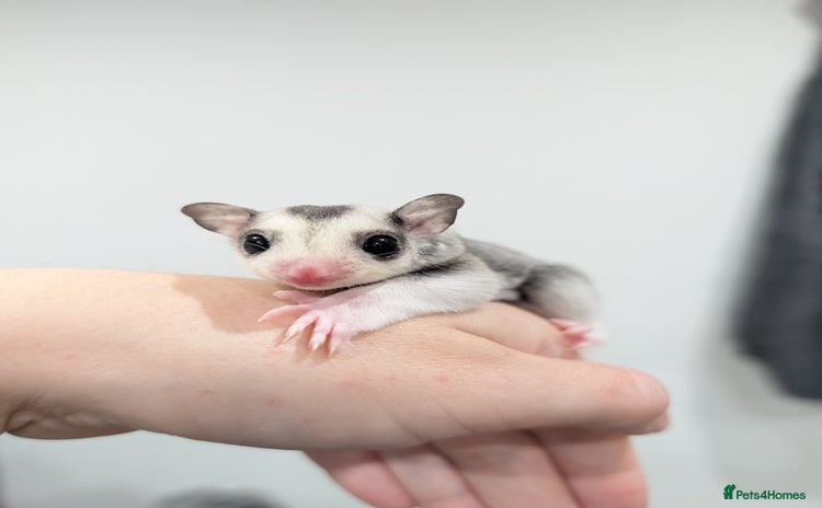Sugar Glider rodents - Advert 1