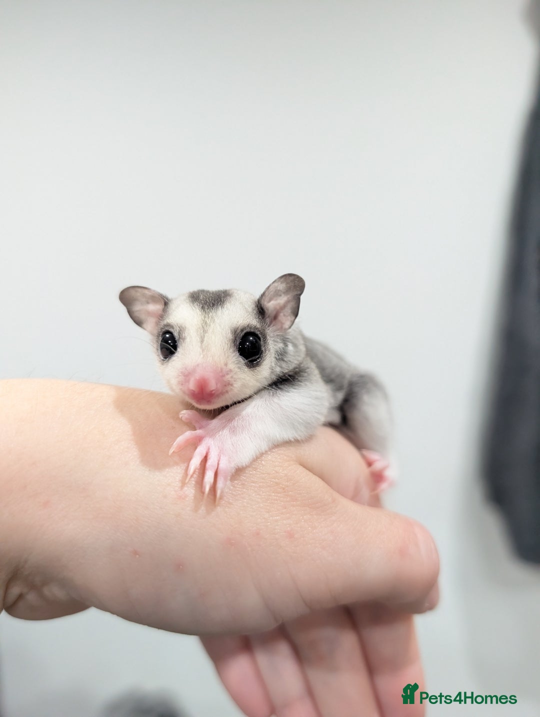 Sugar Glider rodents for sale: Mosaic sugar glider male available November - Image 1
