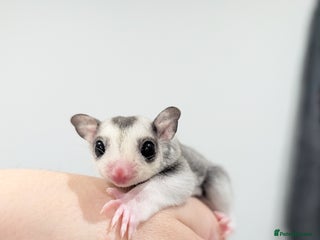 Sugar Glider rodents - Advert 18