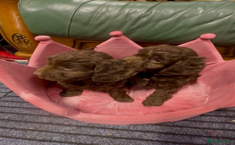 Cockapoo dogs - Advert 2