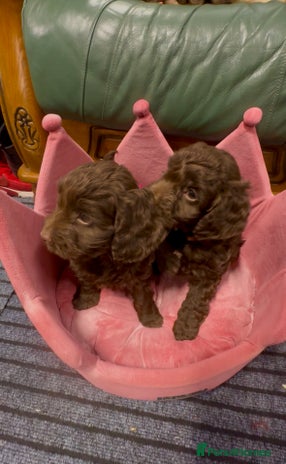 Cockapoo dogs - Advert 2