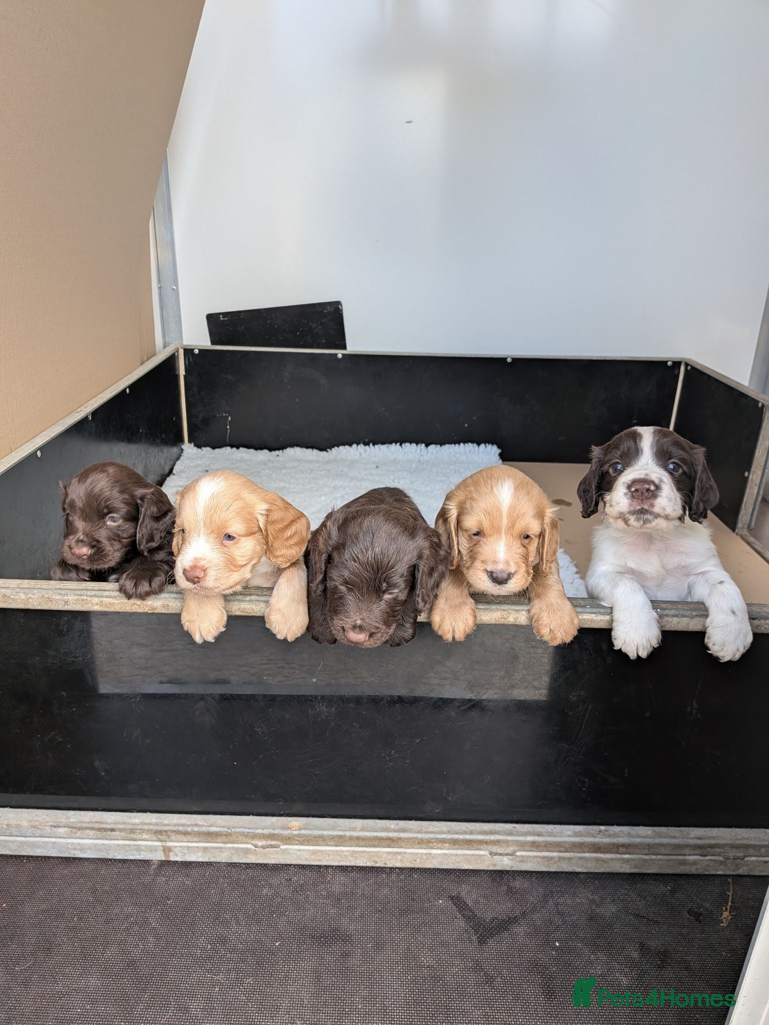 Cocker Spaniel dogs Working cocker spaniel  - Advert 2