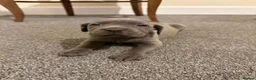 Cane Corso dogs for sale: Cane Corso in Scunthorpe - Advert 8