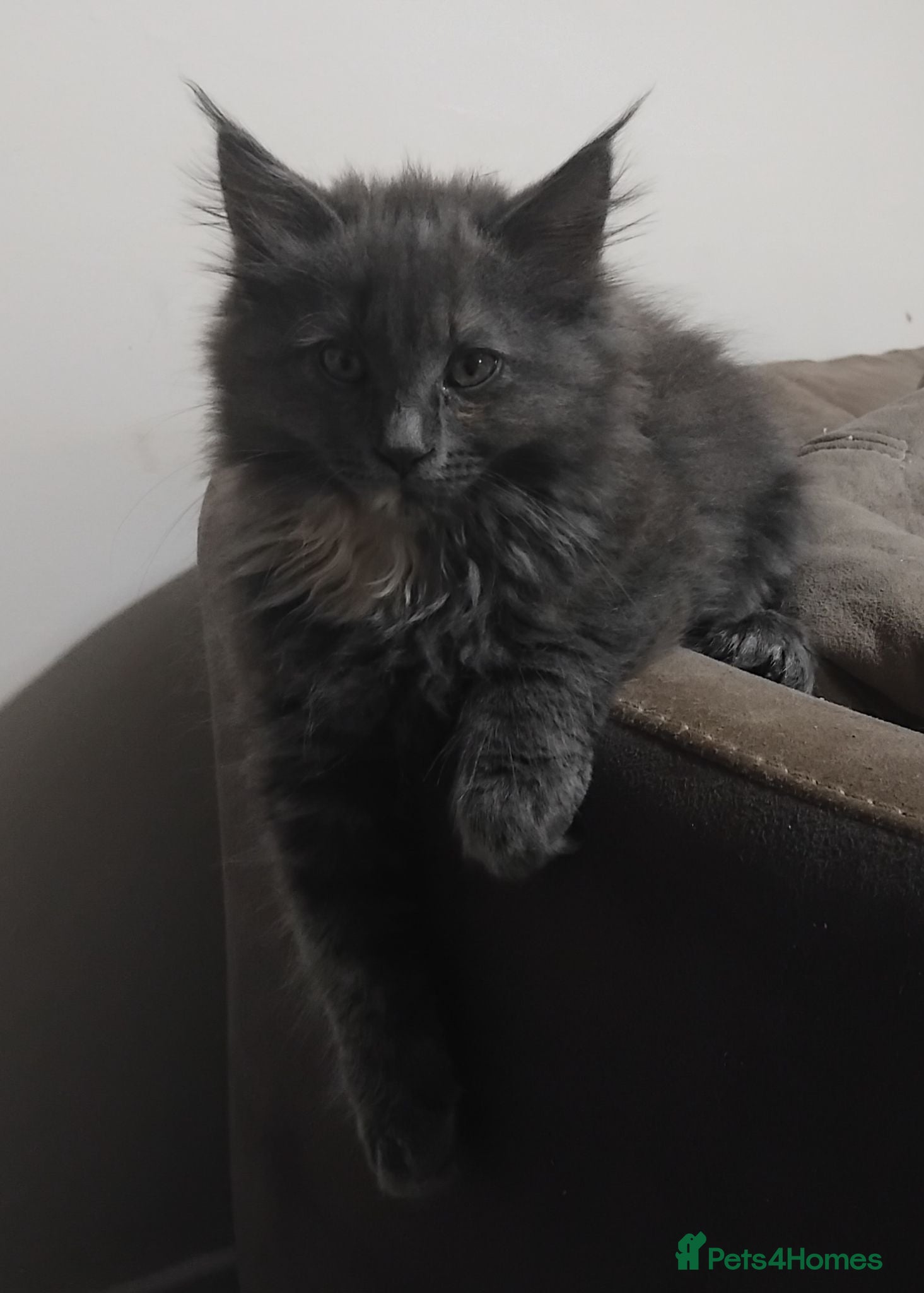 Maine Coon cats Rare blue/cream smoke maine coon kittens - Advert 1