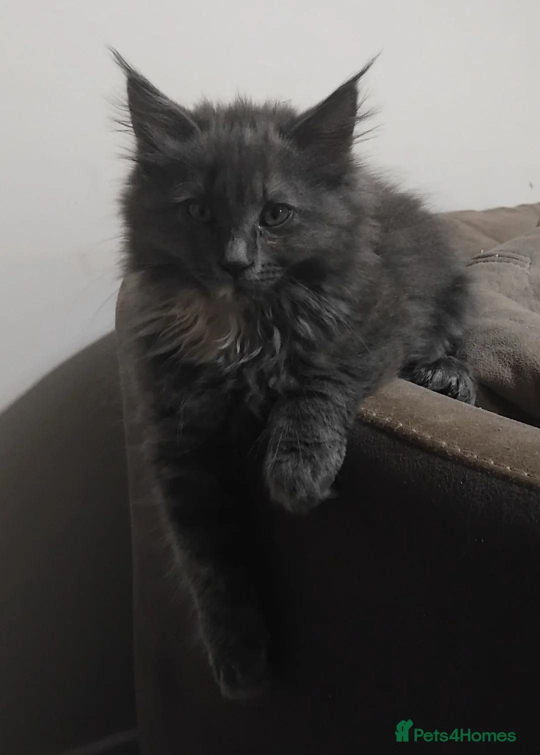 Maine Coon cats for sale: Rare blue/cream smoke maine coon kittens - Advert 1