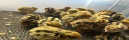 Quail poultry for sale: Coturnix Qauil  - Advert 3