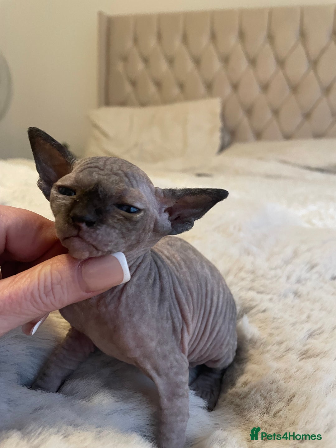 Sphynx cats for sale: Beautiful Sphynx cross orinetal kittens  - Advert 34