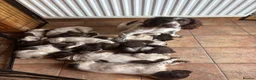 Sprocker dogs for sale: Beautiful litter of sprocker pups - Advert 3