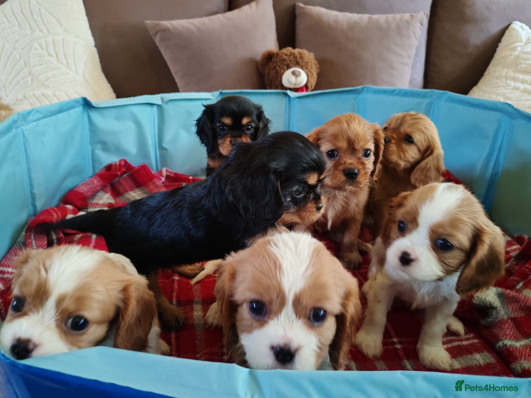Cavalier King Charles Spaniel dogs for sale: KC Beautiful Cavalier King Charles puppies - Image 11