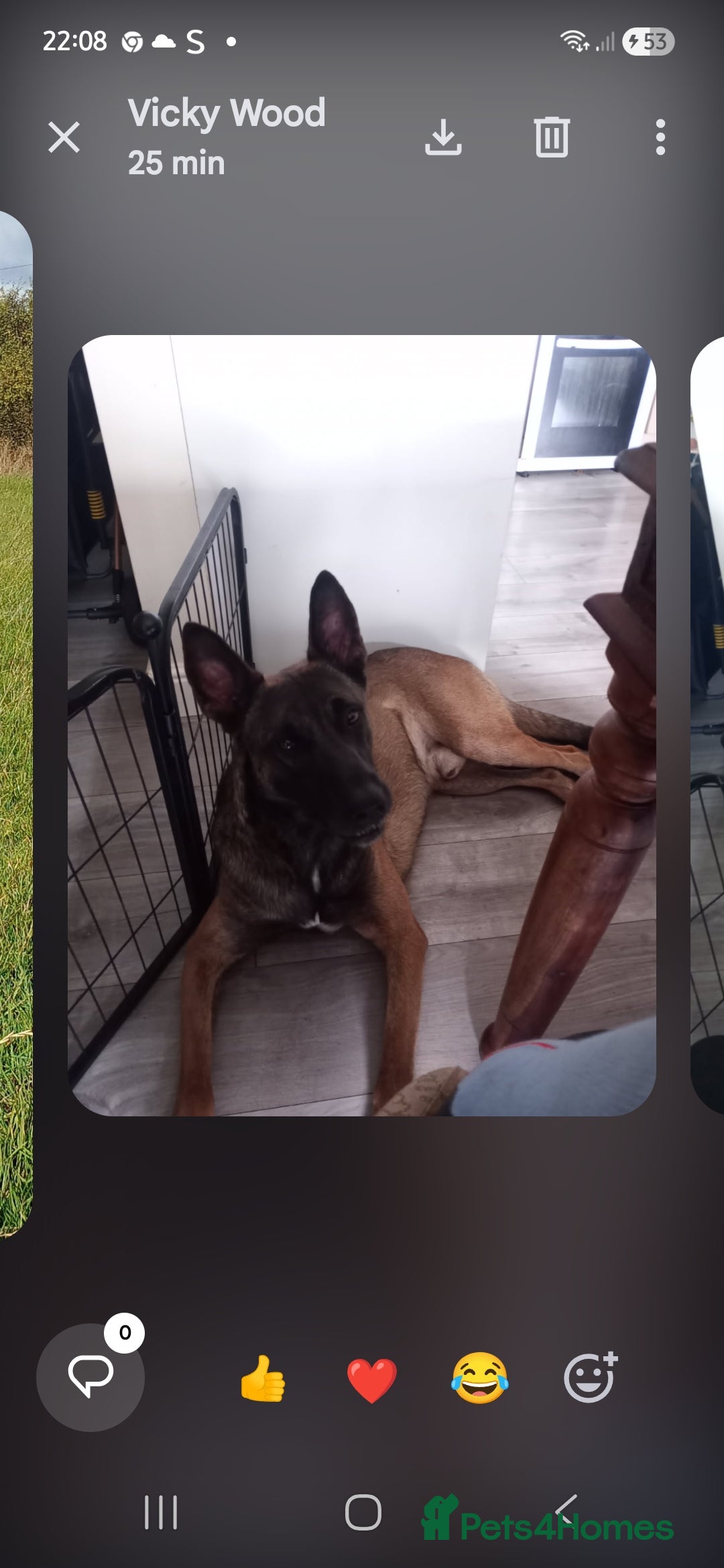 Mixed Breed dogs for sale: Stunning Mastiff x Girl Puppy - Advert 10