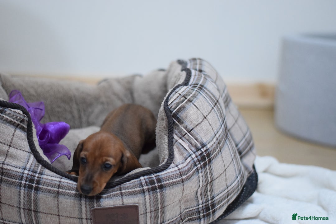 Miniature Dachshund dogs for sale: 🌟Gorgeous Miniature Dachshunds🌟 - Advert 12
