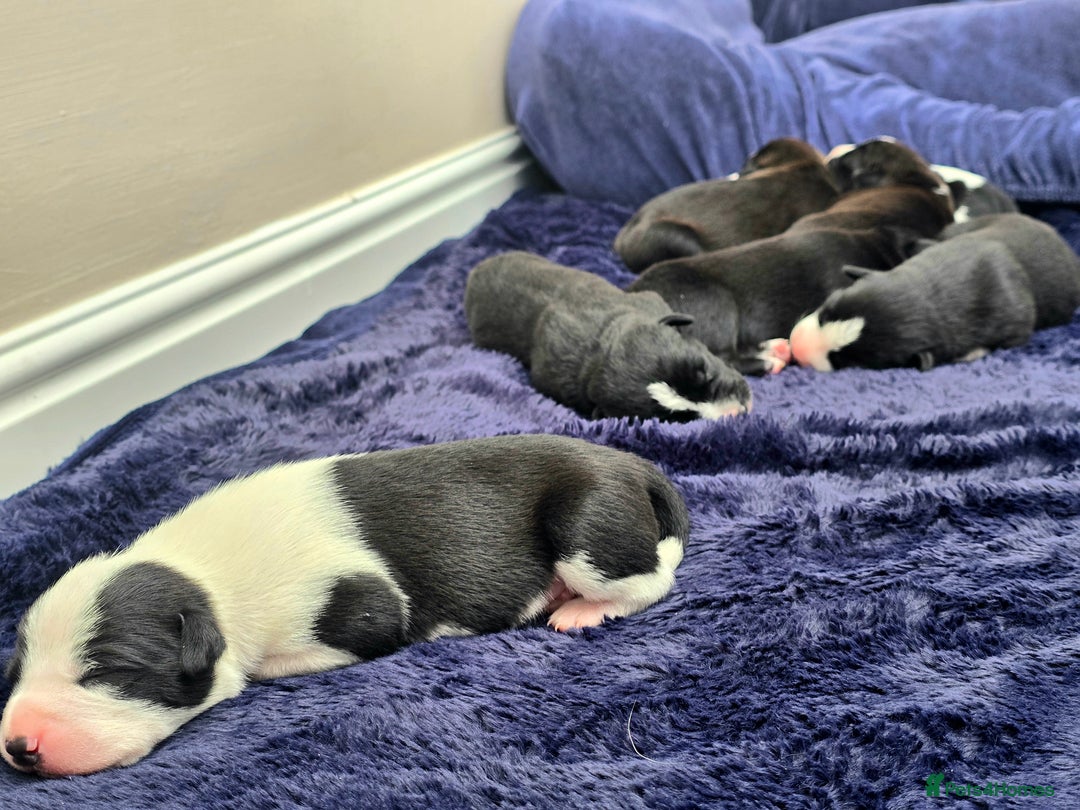 Mixed Breed dogs for sale: Short haired Collie pups - Image 17