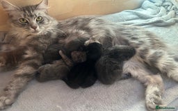 Norwegian Forest Cat cats for sale: norwegian forest cat X kittens   - Image 3