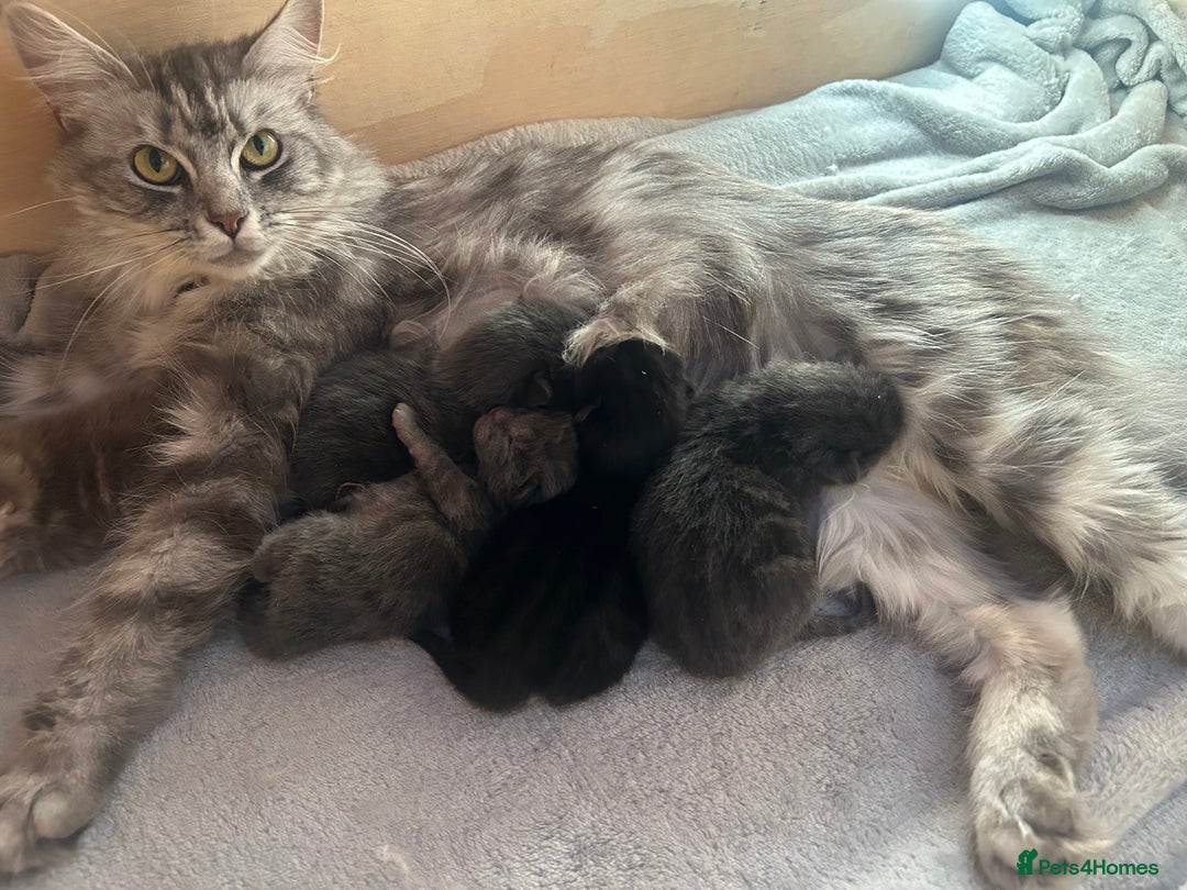 Norwegian Forest Cat cats for sale: norwegian forest cat X kittens   - Image 3