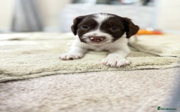 English Springer Spaniel dogs for sale: Springer spaniel puppies for sale - Image 6