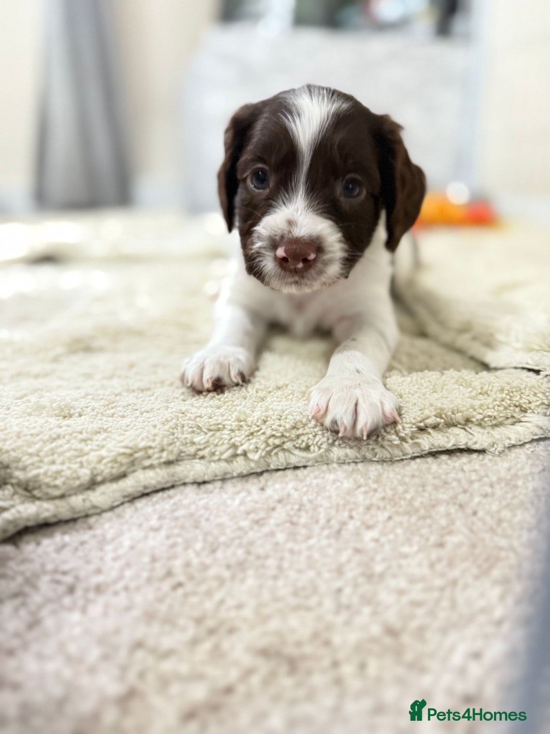 English Springer Spaniel dogs for sale: Springer spaniel puppies for sale - Image 6
