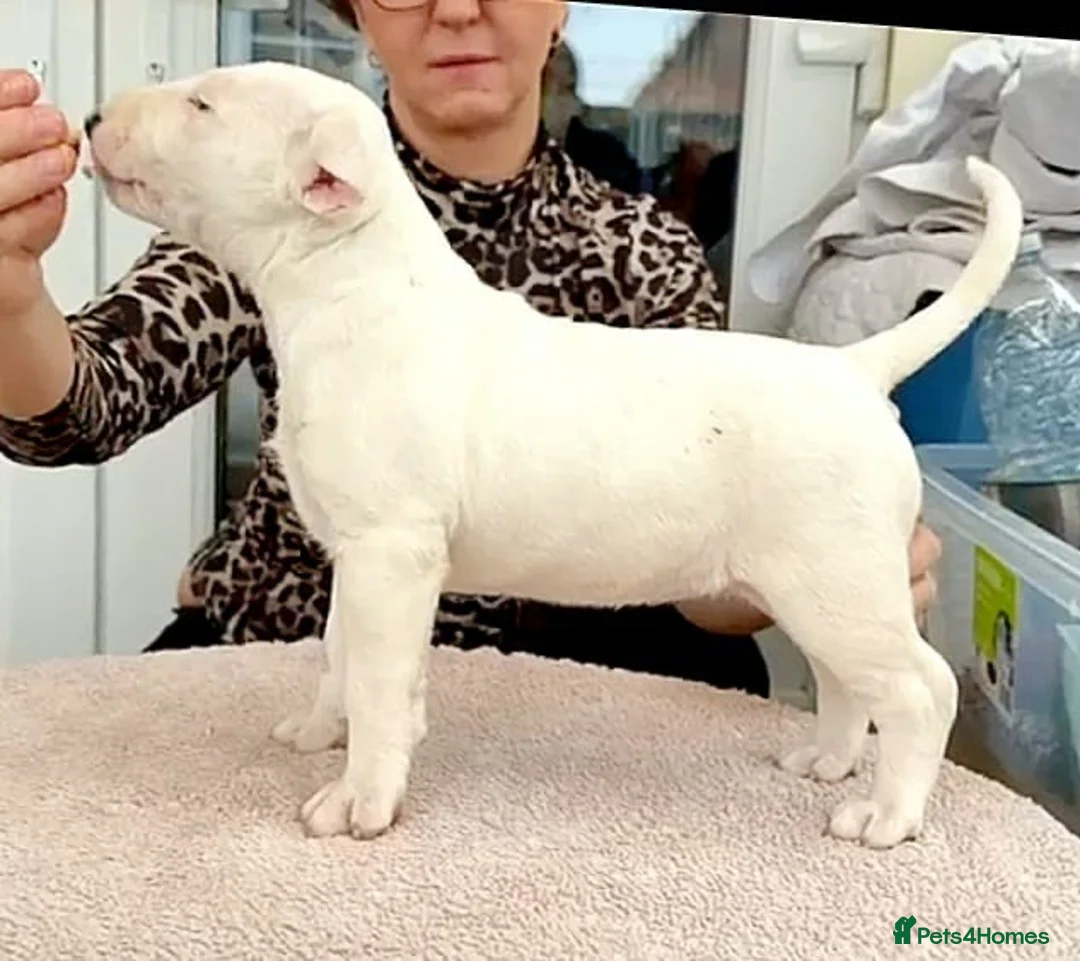 English Bull Terrier dogs for sale: CH BLOODLINE TOP BULL TERRIER PUPPIES - Advert 8