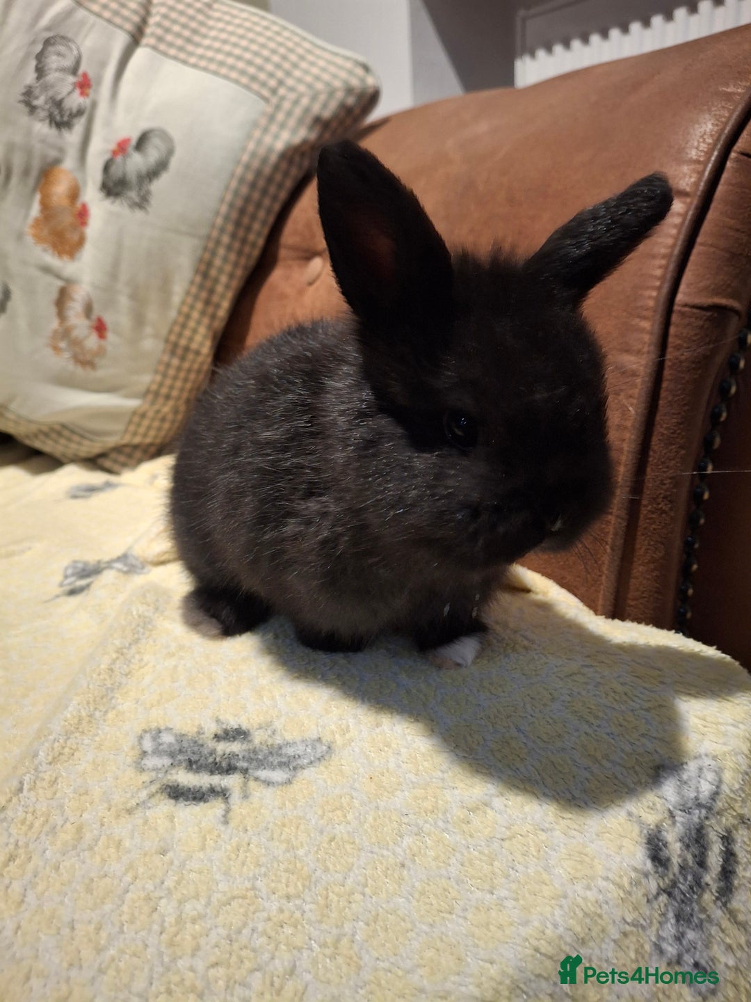 Mixed Breed rabbits for sale: Mini lop x dwarf  - Advert 6