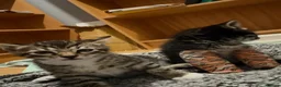 Bengal cats for sale: Bengal Kittens in Croydon - Advert 11