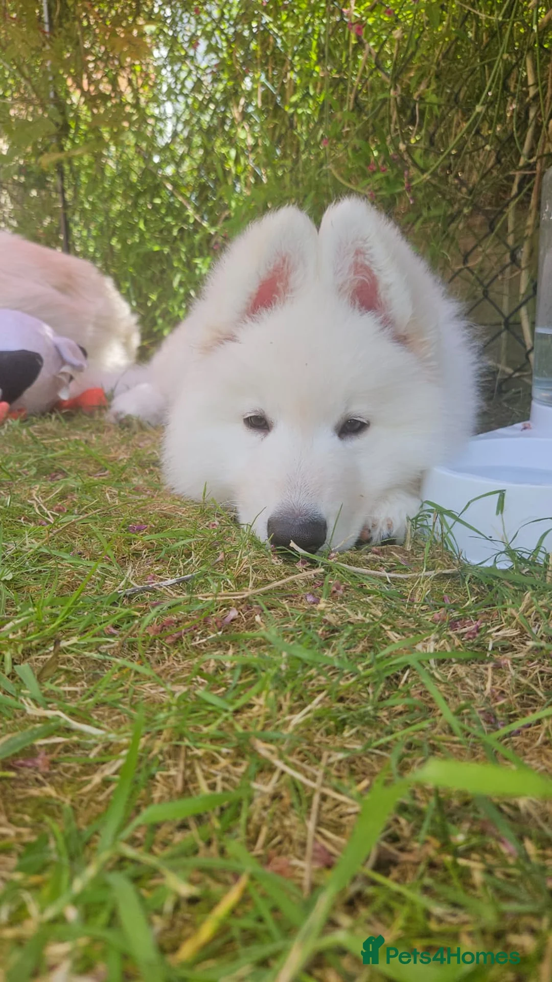 White Swiss Shepherd dogs for sale: White Swiss Shepherd Puppy in Swindon - Advert 2