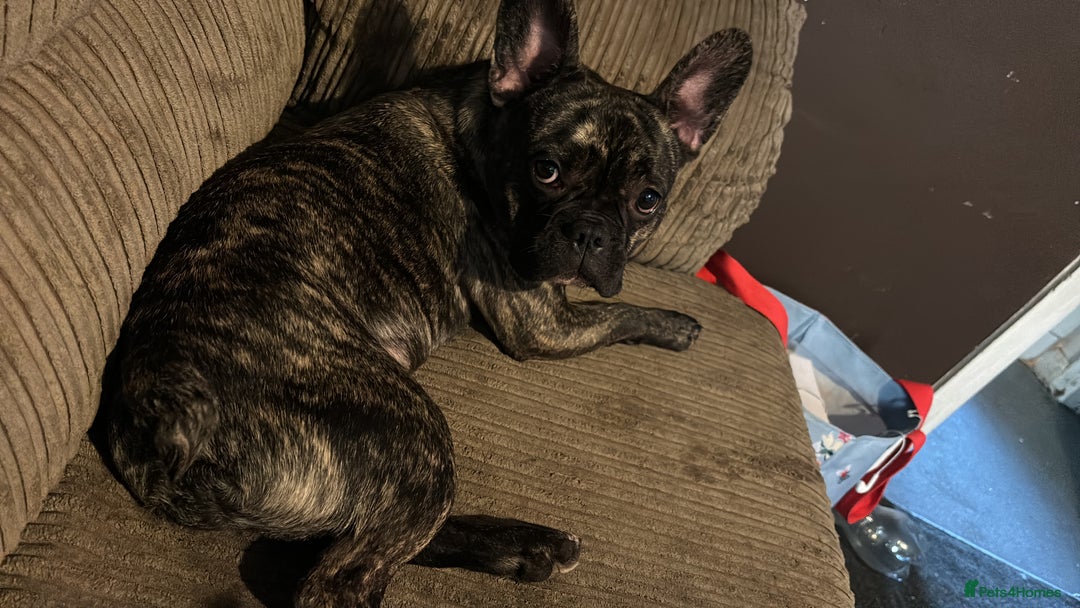 French Bulldog dogs for sale: Mario is looking for a new home  - Image 7