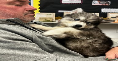 Siberian Husky dogs - Advert 1