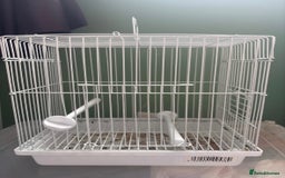 Finches birds for sale: Zebra Finches + Cage Setup - Image 8