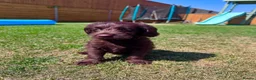 Labradoodle dogs for sale: Chocolate & Chocolate Merle Labradoodle Babies 🐾 - Advert 4