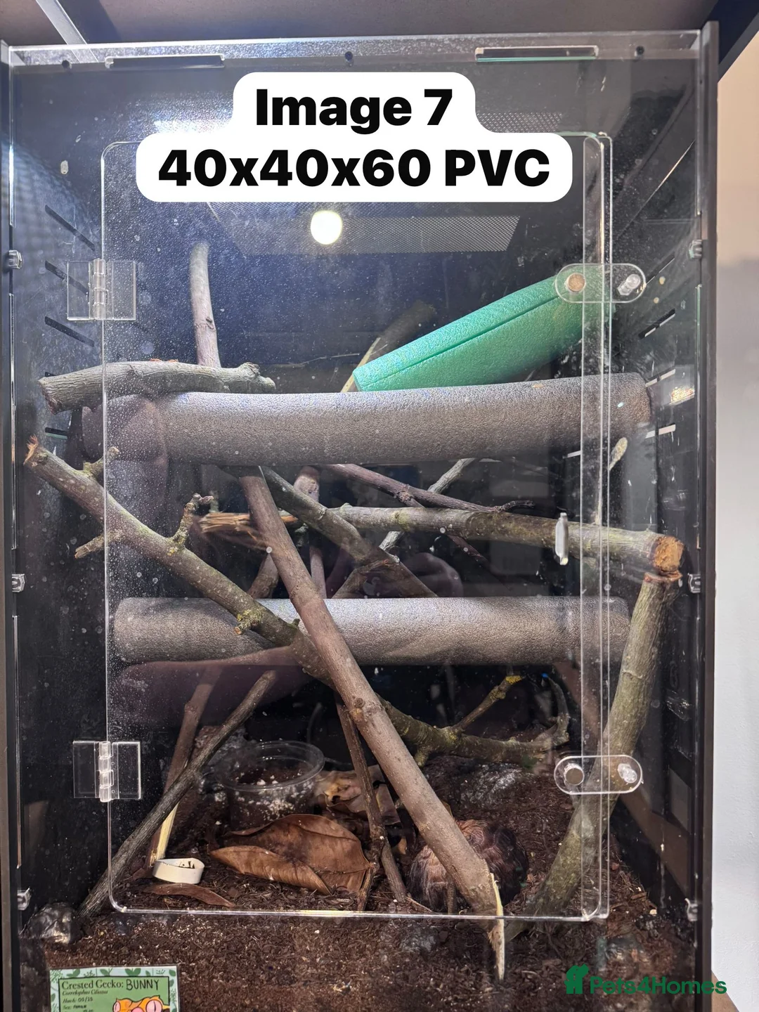 Gecko reptiles for sale: CRESTIES & ENCLOSURES - Advert 11