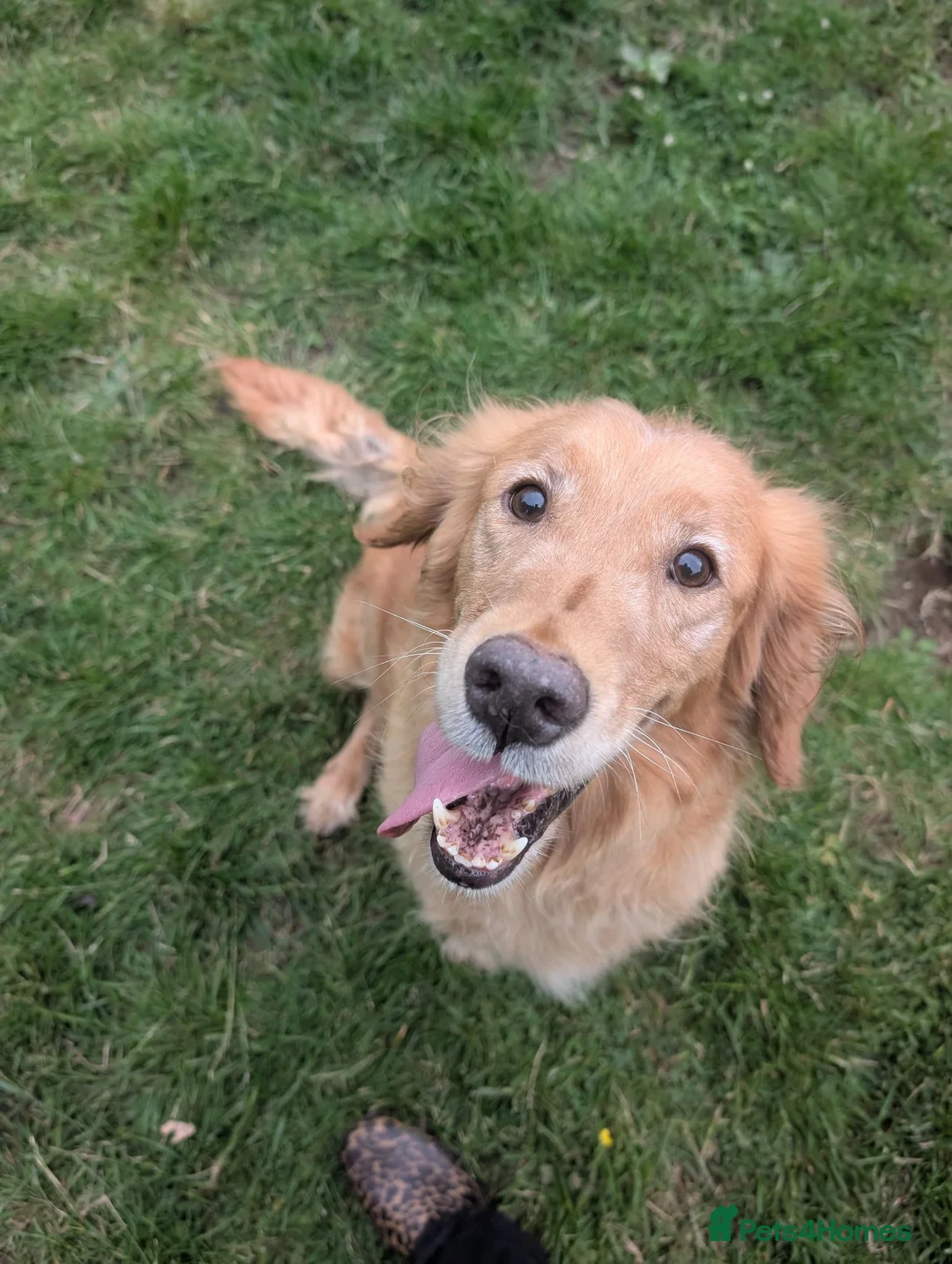 Golden Retriever dogs for sale: Beautiful KC registered Golden Retriever puppies  - Advert 2
