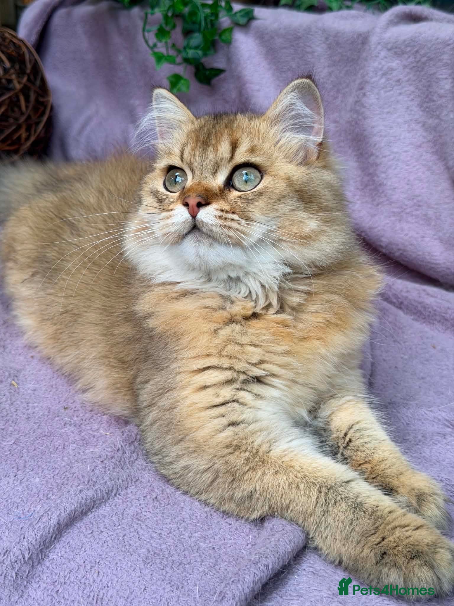 British Shorthair cats British Longhair TICA stunning kittens - Advert 2