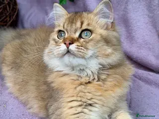 British Shorthair cats British Longhair TICA stunning kittens - Advert 2
