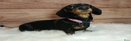 Miniature Dachshund dogs for sale: Miniature Dachshund Black & Tan Female.   in Goole - Advert 7