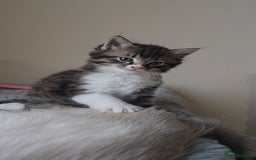 Ragdoll cats for sale: *READY NOW* RAGDOLL CROSS LONG-HAIRED - Image 5