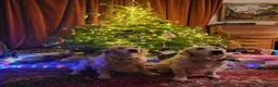 Golden Retriever dogs for sale: Wiating list for Therapy line Golden Retrievers - Advert 4