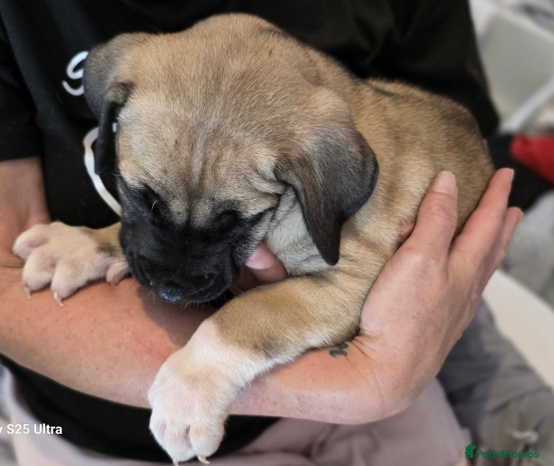Mixed Breed dogs for sale: Presa Canario x Boerboel Puppies in Bromley - Image 10